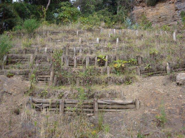 Restoration of gullies in montane forest near Bogota. Restauración de cárcavas en bosque montano cerca de Bogotá.