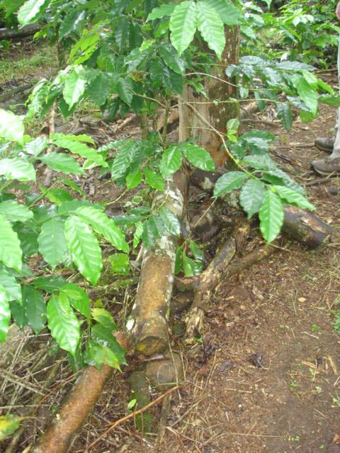 Bare soil under the conventional coffee system Suelo desnudo bajo el sistema de café convencional